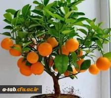 جرأت ورزی یا ابراز وجود چیست؟ 2