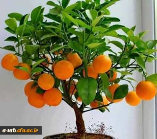 جرأت ورزی یا ابراز وجود چیست؟