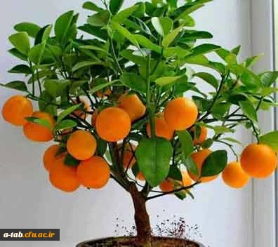 جرأت ورزی یا ابراز وجود چیست؟