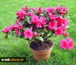 فایل پاورپوینت 

بهداشت روانی 2