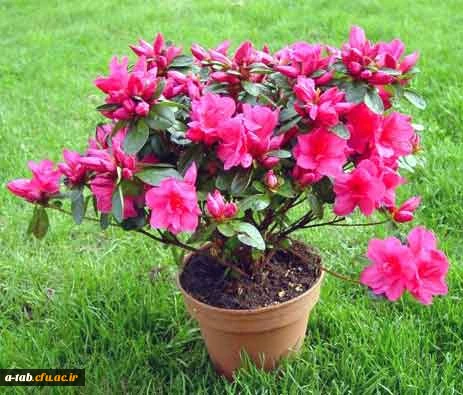 فایل پاورپوینت 

بهداشت روانی 2