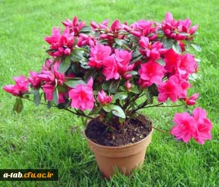 سلامت روان در پرتو التزام عملی به آموزه های دینی