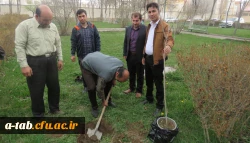 کاشت درخت توسّط دانشجومعلّم پردیس علّامه طباطبایی به بهانه سالروز تولّد این عزیز در محوّطه ی پردیس 2