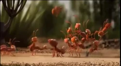 آموزش مطالعات اجتماعی- ابتدایی 96- جلسه 15 ج